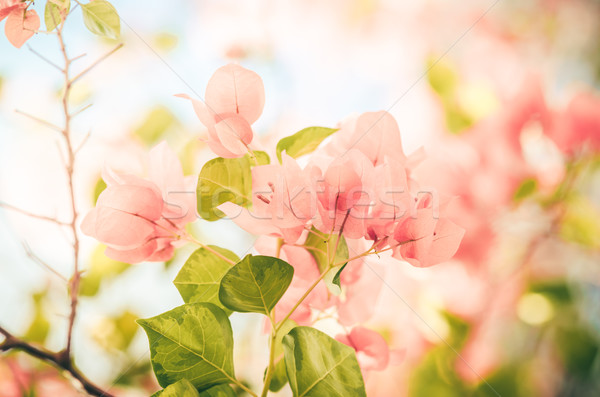 Stock fotó: Papír · virágok · klasszikus · kert · természet · park