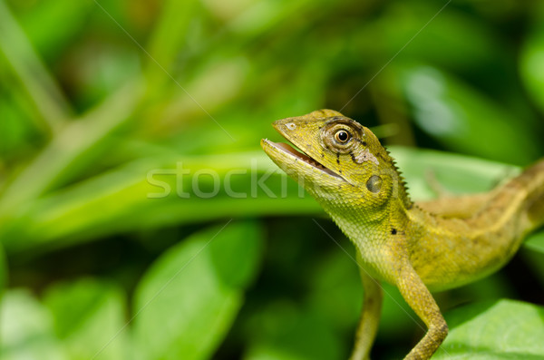 Foto stock: Lagarto · verde · natureza · parque · jardim · olho