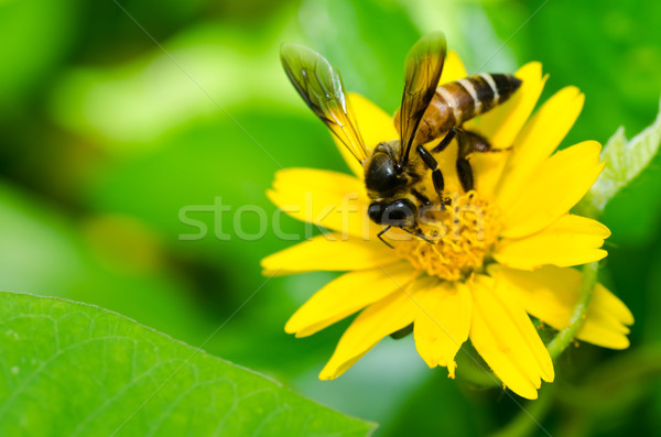 bee and yellow flower in green nature Stock photo © sweetcrisis