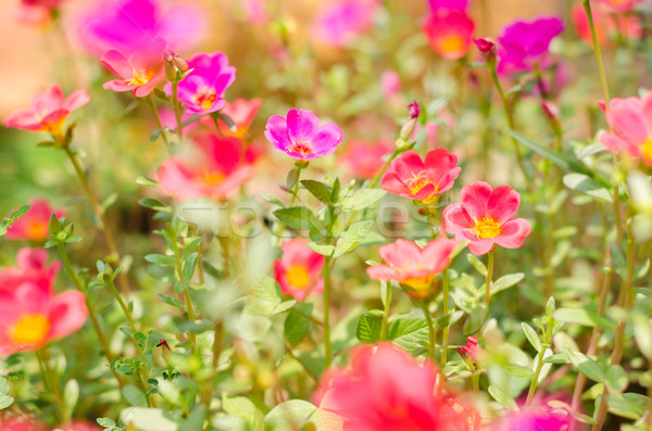 商業照片: 小 · 庭園 · 性質 · 花園 · 美女 · 植物