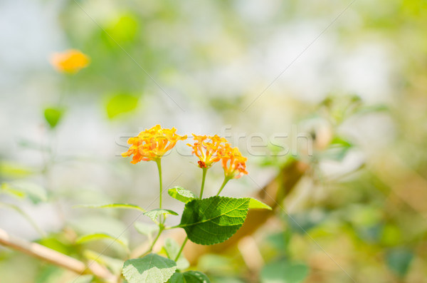 Wild salie doek goud bloementuin bloem Stockfoto © sweetcrisis