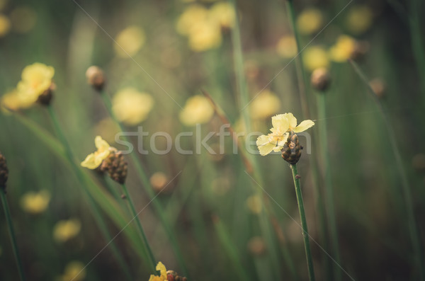 Xyris yellow flowers vintage Stock photo © sweetcrisis