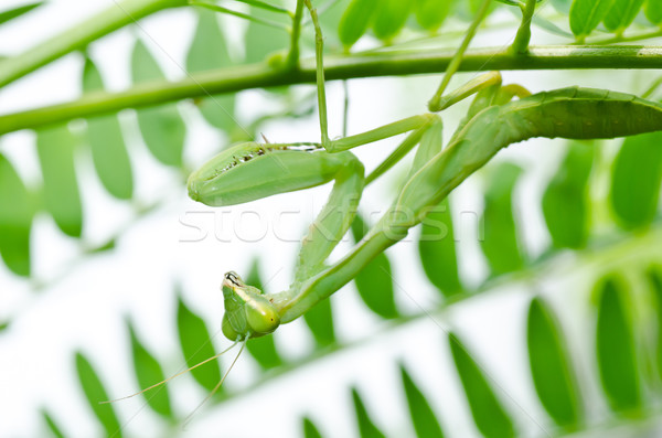 mantis in green nature Stock photo © sweetcrisis