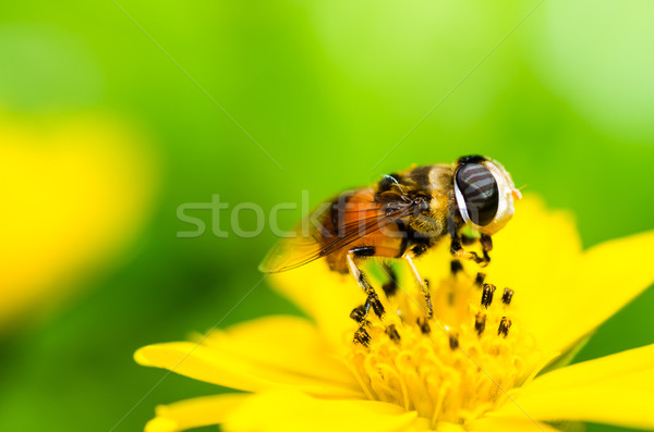 Stock photo: Fruit files or Flower files macro in green nature