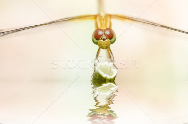 dragonfly macro in garden Stock photo © sweetcrisis