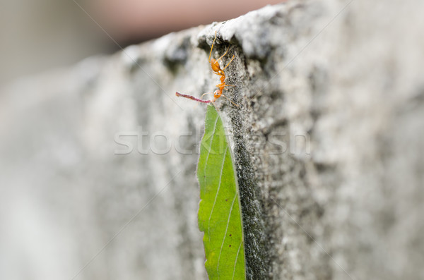 red ant power  Stock photo © sweetcrisis