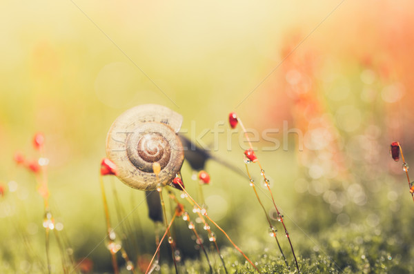 Snails and moss Stock photo © sweetcrisis