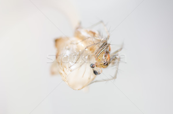 Lynx spider Stock photo © sweetcrisis