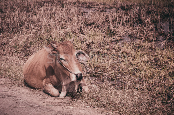 Koe gras natuur boerderij veld dier Stockfoto © sweetcrisis