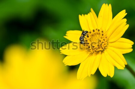 Cosmos sulphureus flower Stock photo © sweetcrisis