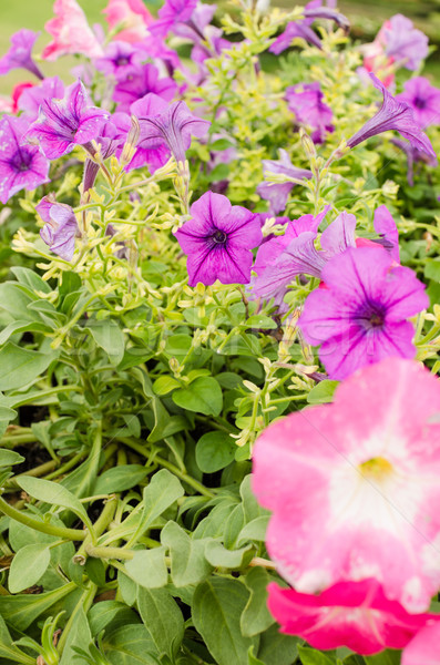 Foto stock: Jardín · naturaleza · parque · hoja · verano · verde