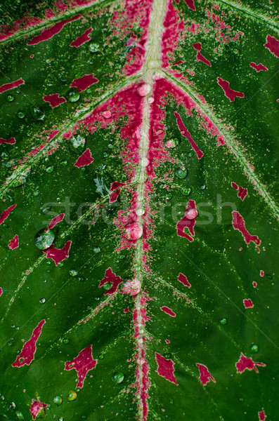 Color hoja gotas de agua verde naturaleza parque Foto stock © sweetcrisis