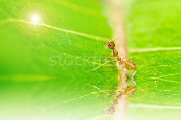 Roşu furnică verde natură pădure Imagine de stoc © sweetcrisis