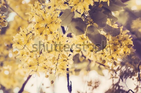 Stock photo: Golden shower or Cassia fistula flower vintage