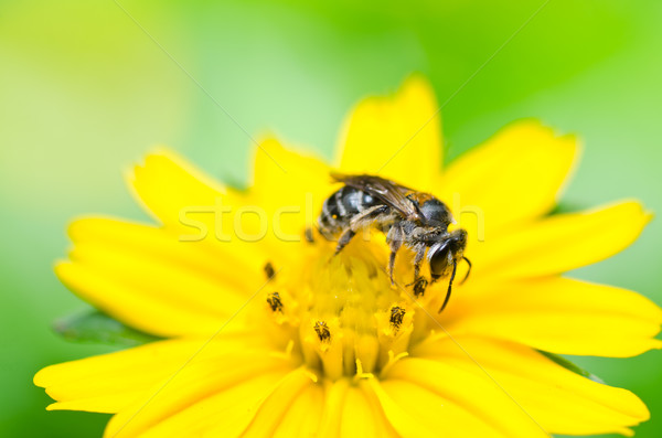 bee and Little yellow star flower  in green nature Stock photo © sweetcrisis