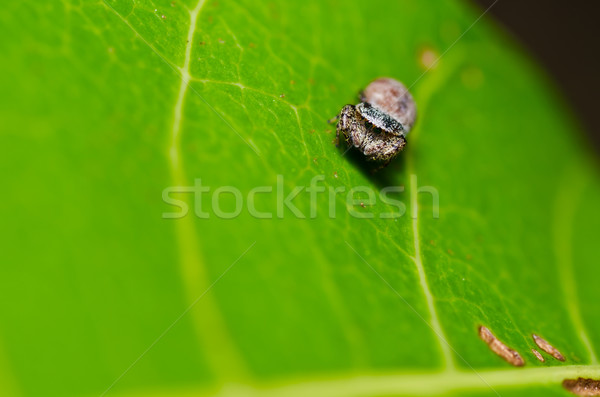 Spinne Natur Garten Frühling Sommer Beine Stock foto © sweetcrisis