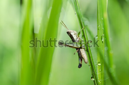 кузнечик макроса зеленый природы саду продовольствие Сток-фото © sweetcrisis