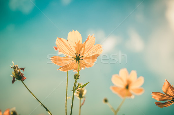 Yellow Cosmos flower vintage Stock photo © sweetcrisis