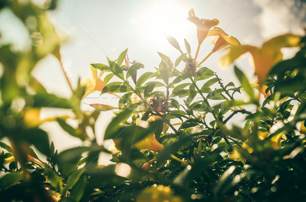 トランペット 花 ヴィンテージ 庭園 自然 ストックフォト © sweetcrisis