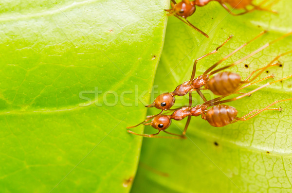Roşu furnică munca în echipă verde frunze fundal lucrător Imagine de stoc © sweetcrisis