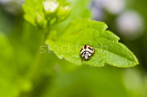 Kever groen blad groene natuur schoonheid zomer Stockfoto © sweetcrisis