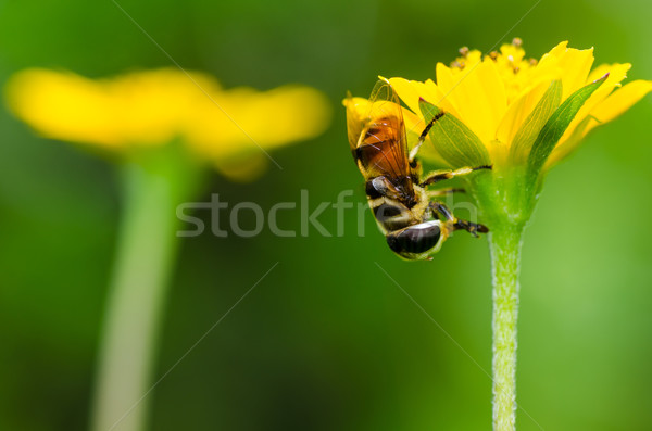 Vruchten bestanden bloem macro groene natuur Stockfoto © sweetcrisis