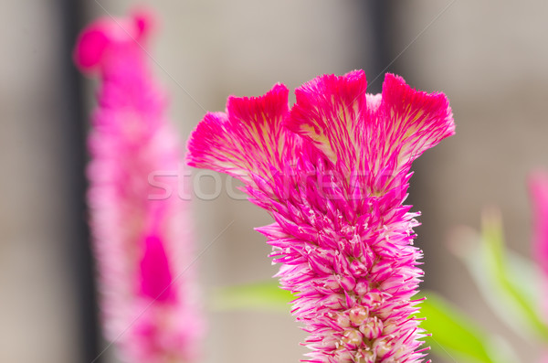 Celosia or Wool flowers or Cockscomb flower Stock photo © sweetcrisis