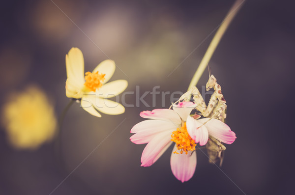 Bloem Geel tuin natuur park Stockfoto © sweetcrisis