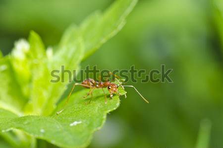 Rood mier groene natuur boom werk Stockfoto © sweetcrisis