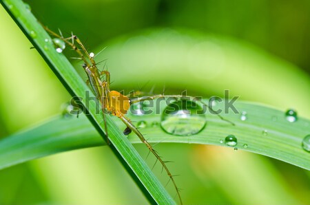 Mosquitos forestales jardín tropicales femenino Foto stock © sweetcrisis