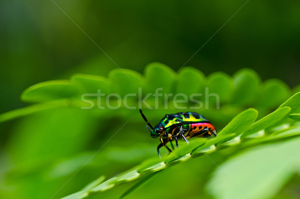 Jewel жук зеленый природы лес саду Сток-фото © sweetcrisis