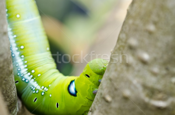 worm in green nature Stock photo © sweetcrisis