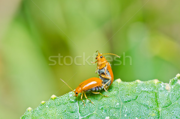 couple orange beetle in green nature or in the garden Stock photo © sweetcrisis