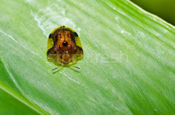 Oranje kever groene natuur tuin voorjaar Stockfoto © sweetcrisis