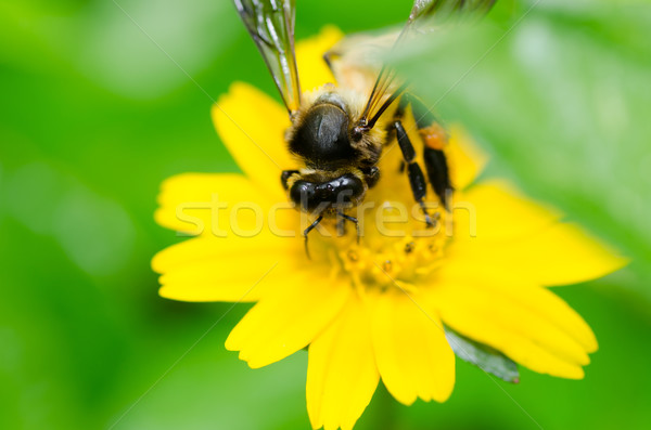 bee macro in green nature  Stock photo © sweetcrisis