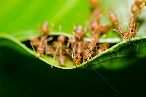 Rosso ant lavoro di squadra natura foglia lavoratore Foto d'archivio © sweetcrisis