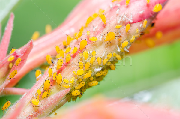 Aphids on the flower Stock photo © sweetcrisis