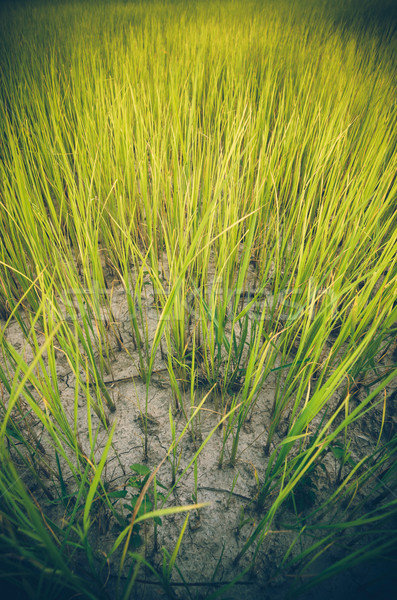 Green grass background vintage Stock photo © sweetcrisis