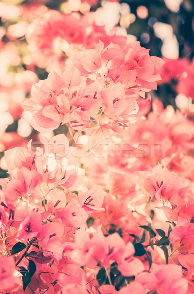 Stock fotó: Papír · virágok · klasszikus · kert · természet · park