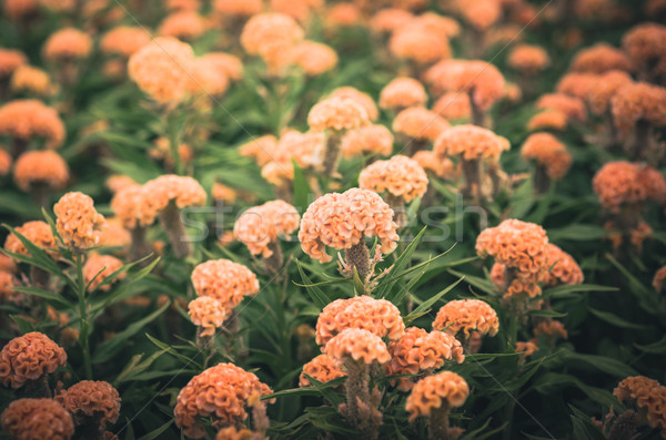 Orange Celosia or Wool flowers or Cockscomb flower vintage Stock photo © sweetcrisis