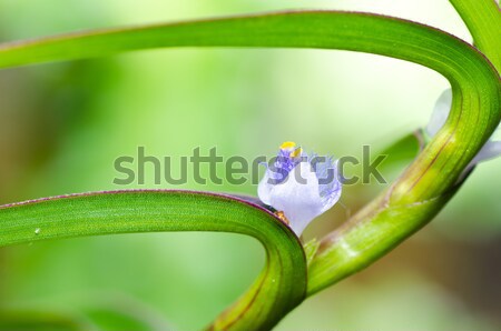 Flor erva daninha verde natureza milagre jardim Foto stock © sweetcrisis