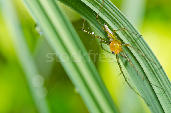 long legs spider in green nature Stock photo © sweetcrisis