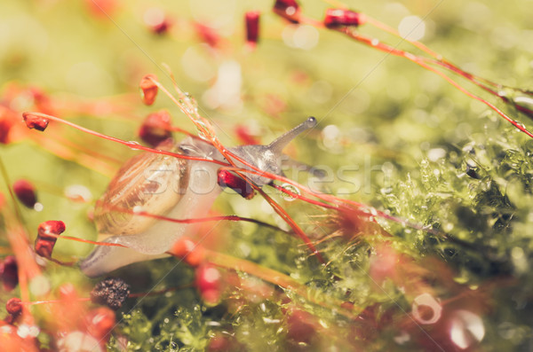 苔 宏 射擊 花園 森林 水 商業照片 © sweetcrisis