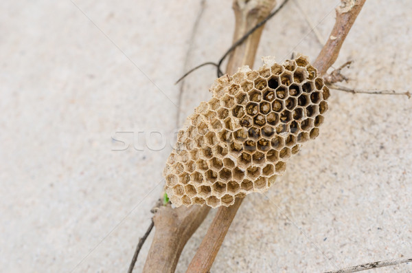 Cuib viespe natură grădină albină celulă Imagine de stoc © sweetcrisis