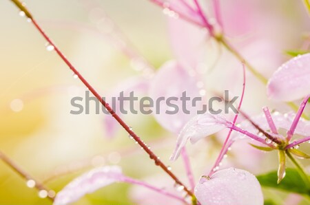 Arana flor planta jardín naturaleza parque Foto stock © sweetcrisis