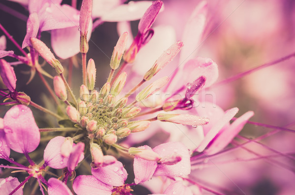 Cleome hassleriana or spider flower or spider plant Stock photo © sweetcrisis