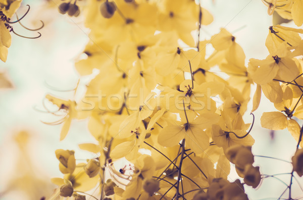 Stock photo: Golden shower or Cassia fistula flower vintage