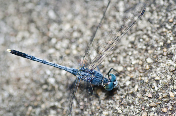 dragonfly in garden  Stock photo © sweetcrisis