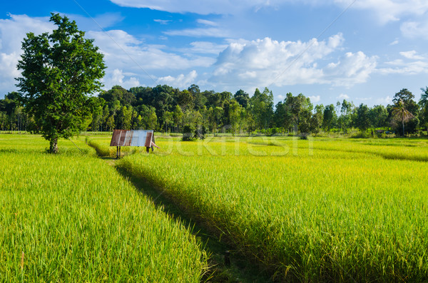 Rice field and blue sky Stock photo © sweetcrisis