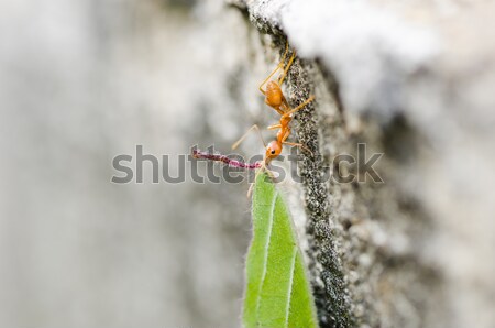 red ant power  Stock photo © sweetcrisis